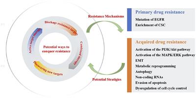 Editorial: Advances in chemotherapy-resistant hepatocellular carcinoma